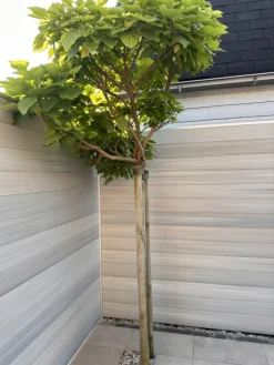 Discount C-Wood Schutting composiet co-extrusie Garda beige met blank aluminium kader (180 x 180 cm)