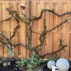 Online Elephant Schutting set hardhout kempas Timber recht 14L v-groef (7,55 meter)