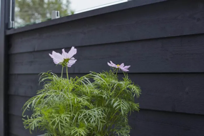 Discount Plus Danmark Schutting zelfbouw vuren Plus Klink met glas zwart (174 x 125 cm)